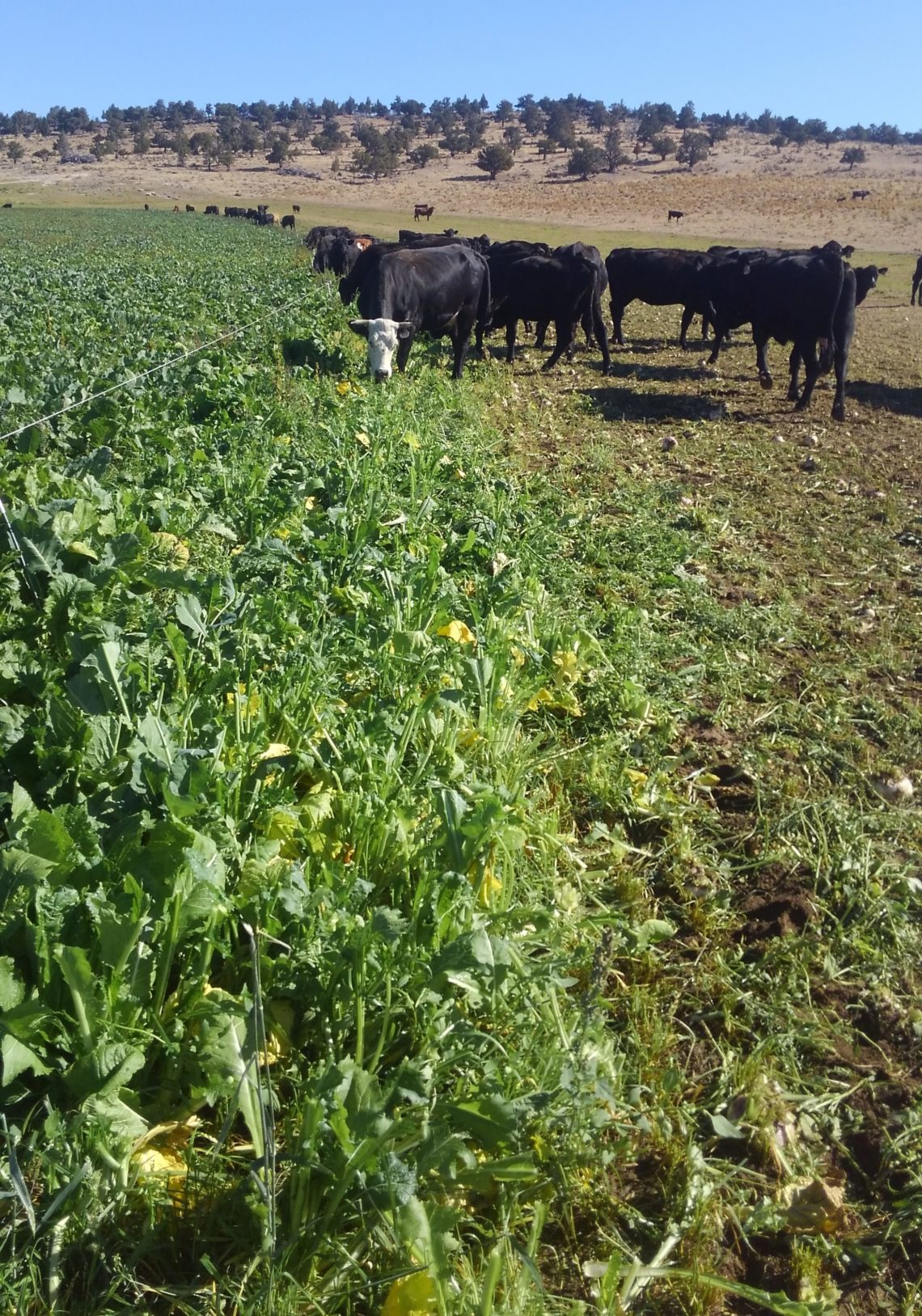 Complementary Forage Systems for Profitable Livestock Production PGG